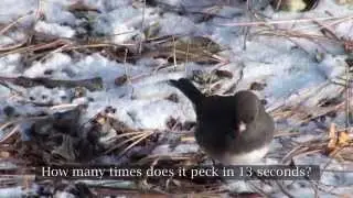 Observing the Feeding Behavior of a Bird