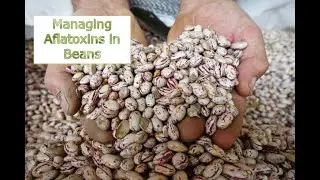Managing Aflatoxins in Beans| Tips for both Farmers and Consumers