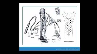 The Physical Death of Jesus Christ: A Medical Evaluation