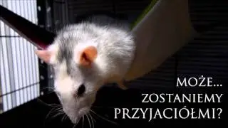 Szczure damy szukają domu!