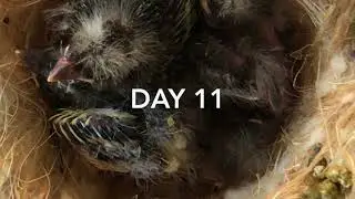 Canary babies time lapse 1-19 days!!