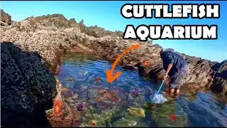 Making A Cuttlefish Aquarium/ Exploring Tidepools
