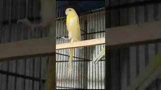 Latino red rump parakeet #youtubeshorts #viral #viralshort #shorts #latino #redrumped #parakeet