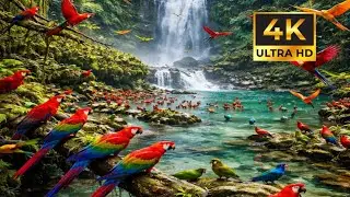 Relaxing Jungle Scene 🌿 Thousands of Parrots Eating Together | Stress Relief Video