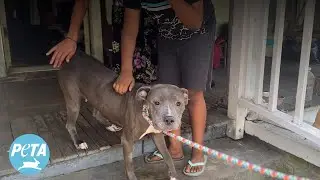 Dog&rsquo;s Life Saved by Emergency Spay Surgery, Thanks to PETA