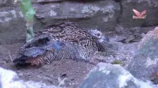 black francolin Female