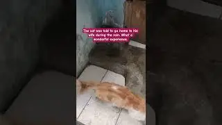 naughty cat told to go home against the rain even though