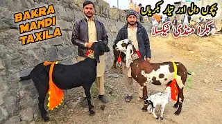 Desi Dogali Bakriyan Taxila Bakra Mandi Update 6 February 2026