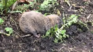 Крот - Mole