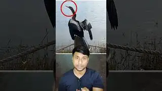 এই পাখি আকাশ থেকে ঝাঁপিয়ে মাছের ঘাড় ভেঙে দেয় 😱 | Gannet Bird Hunting #shorts