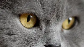 Alina - British Kurzhaar Kart&auml;user Katze