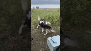 Драка маламута и хаски #husky #маламут #собака #shorts #животные