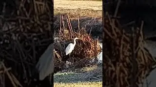 Beautiful White Heron Fishing in the Reeds