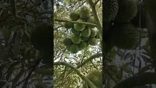 LUAR BIASA KEBUN DURIAN DURI HITAM#fruit