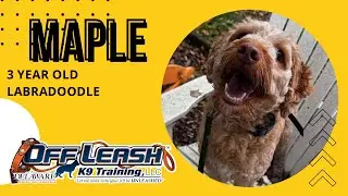 3 Year Old Labradoodle (Maple) | Best Delaware Dog Trainers | Off Leash K9 Training Delaware