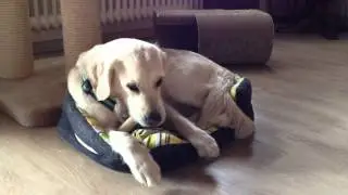 Hundesitting