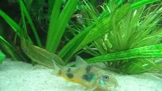 Macrognathus Circumcictus (Half-banded spiny eel/ zig-zag eel) - Mor&eacute;ia tigre