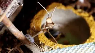 The Ogre Faced Spider (Deinopis sp.)  - Net Casting Spider