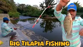 Tilapia Fishing | Tilapia Fishing Video | Big Tilapia Fishing