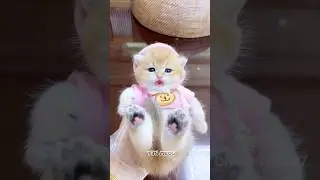 Playful Kittens and Their Adorable Meows! 😻