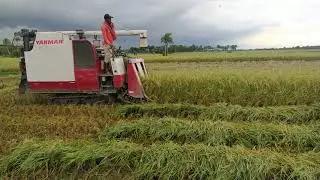 Yanmar ধান কাটার মেশিন II Yanmar AG600 combine harvester II Mini harvester II Dhan kata gari