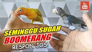 Melatih Lovebird FREE FLY | How to Train Your Lovebird Free Fly #2