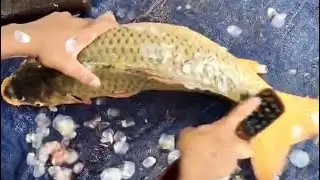 Monster miner carp fish cutting,#highlightsシ゚ #fishcooking #everyone 