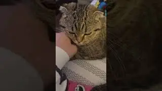 🪄🐝Maya The Cute and Curious Cat🪬Maya's daily routines🧸🍼 #arımaya 🐝🍯🌻 #cat #maya #cute #catvideos
