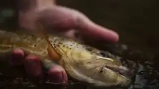 Dry Flies on the Frying Pan