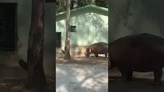 hippopotamus animals #naturel#animal #animalsafari @plants-animalslife