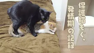 発情期のメス猫もぐ、避妊手術までの記録【鳴き声音量注意】
