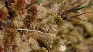 « L’eau à la source, tourbières des monts d’Ardèche»  un film de Nicolas Van Ingen.