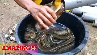 AMAZING EEL TRAP WITH PVC PIPE