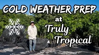 Cold Weather Prep at Truly Tropical