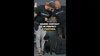 Shaping the Heel Position in Dog Training