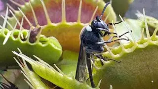 Drosera capensis eating fly Timelapse 