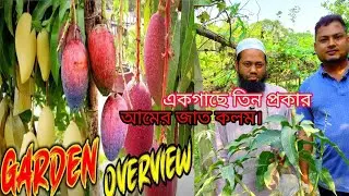 এক গাছ থেকে ৪ প্রকার আমের স্বাদ পাবেন।