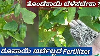 ತೊಂಡೆ ಬಳ್ಳಿ ಸೀಕ್ರೆಟ್ಸ್/ರೂಪಾಯಿ ಖರ್ಚಿಲ್ಲದ ಫರ್ಟಿಲೈಜರ್/how to grow ivy gourd at home #ivygourd