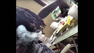 Chief Keef - Accidental (FULL CDQ WITH KICKS) [Prod. By Dolan Beats 2013]