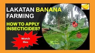 How to Apply Insecticides to Bananas? | Lakatan Banana Farming