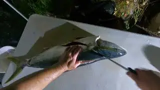 San Diego Yellowtail fishing on private boat + bloopers how to fillet fish and sharpen knife