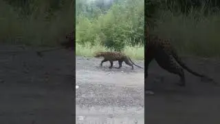 Tiger Attack on Public in Village | Real Village Incident | Wild Animal Attack Caught Camera#shorts