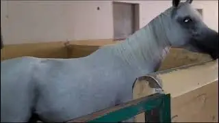 best horse names ঘোড়ার নাম জাফিয়া beautiful Horse