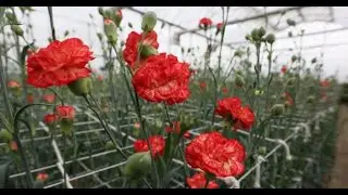 Sükutla danışan gül - Qərənfil