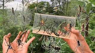 Hunting Top 7 Golden Orb Spider In Abandoned Place
