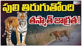 LIVE: Tiger Hulchal At Bhadradri Kothagudem | Telangana | పులి తిరుగుతోంది తస్మాత్&zwnj; జాగ్రత ! | ZEE