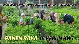 Panen Raya Aneka Sayuran Segar di Kebun Impian