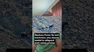Shoshone Forest: No trail restrictions, area closures needed to safeguard moth-eating grizzlies