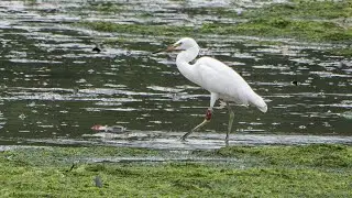 Can the real Chinese Egret please stand up?