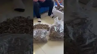 Source of agarwood supply at wholesale prices in Vietnam. #oud #agarwoodstore #oudfragrance #moctram